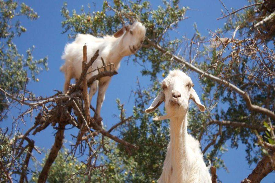 Reis 2 dagen naar de prachtige stad Essaouira (Mogador)