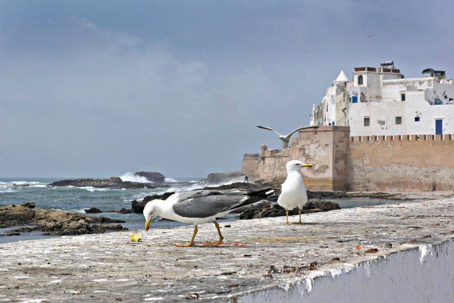 Reis 2 dagen naar de prachtige stad Essaouira (Mogador)