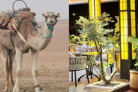 Kameelrijden bij zonsondergang in de Agafay-woestijn en diner in Chouf L'Or in Marrakech