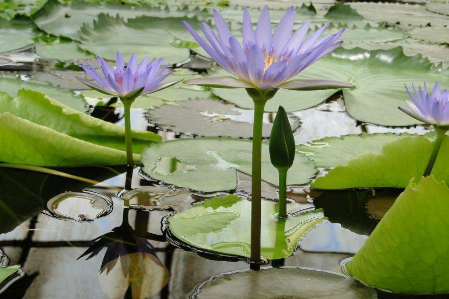 Een prachtige tocht met koets en bezoek aan Majorelle Garden