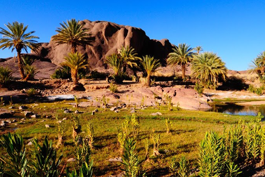 Ouarzazate, Kasbah Ait ben haddou & Oasis Fint 2 daagse tour