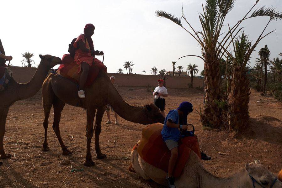 Kameelrijden in de Palmeraie van Marrakech